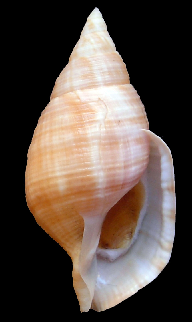 Galeodea echinophora (L., 1758) - freak